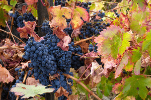 The Ultimate Guide To Petite Sirah Wine